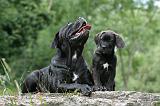 CANE CORSO 1138